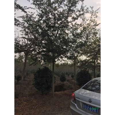 櫸樹行情報價\櫸樹圖片展示
