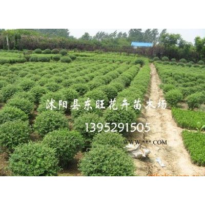 櫸樹