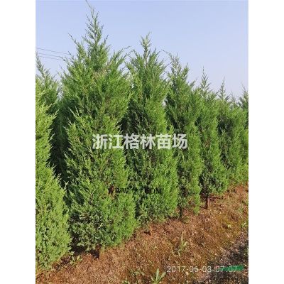 櫻花\高桿櫻花\精品櫻花