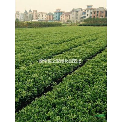 供應(yīng)精品紫薇D3-15，一年生小苗有10畝新上市，產(chǎn)地直銷