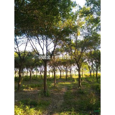 福建省漳州市供應(yīng)綠庭院設(shè)計，紫薇樁景