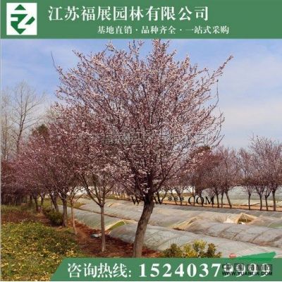 江蘇馬褂木*新報(bào)價(jià)/馬褂木圖片