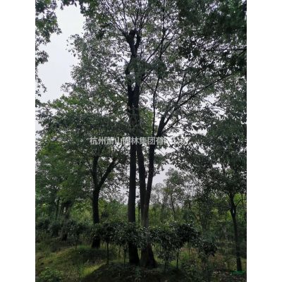浙江叢生紫薇新價格新行情，叢生紫薇報價，叢生紫薇工程苗