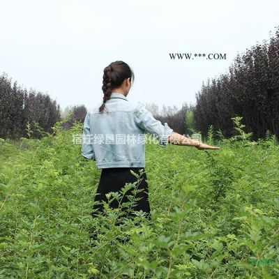 紅葉李·紅葉李圖片·紅葉李種植基地