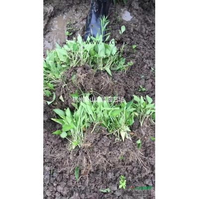蕭山速生紫薇一年生苗，粗度0.8左右，自產(chǎn)自銷，量大！