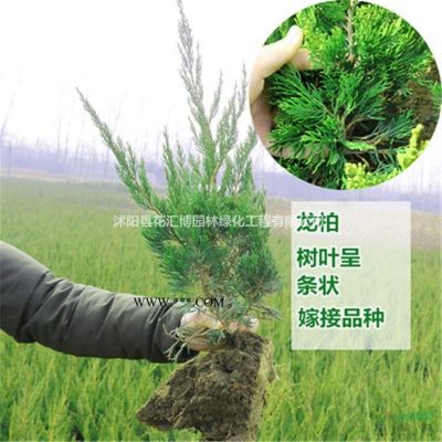 紫薇 各種規(guī)格紫薇  紅花紫薇