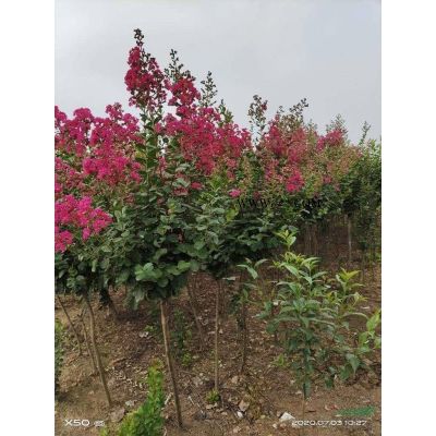 優(yōu)質(zhì)紅花紫薇（百日紅）女貞