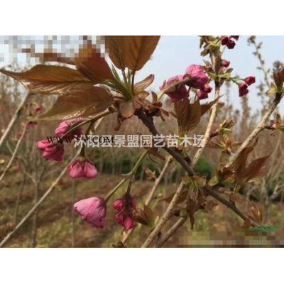 哪里有賣黃山欒樹種子的？