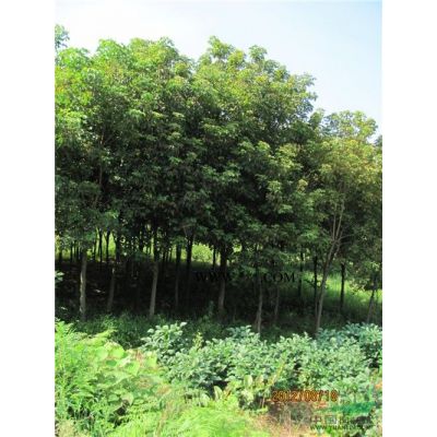 供低價楠木、夾竹桃、紫薇、欒樹苗及金絲楠種子。