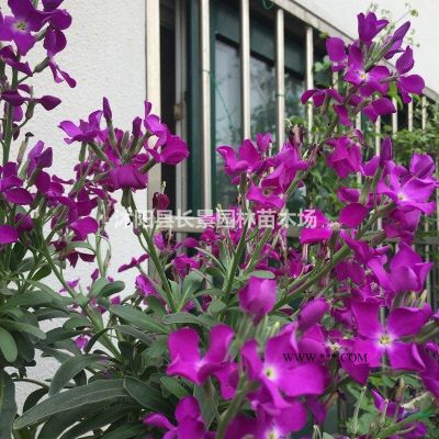 櫸樹種子哪里多？櫸樹種子價格哪里比較低？