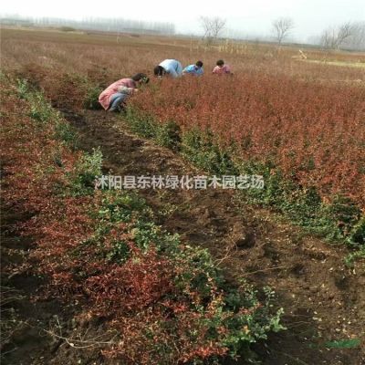 供應櫻花8-18公分價格、櫻花圖片、櫻花綠化苗木苗圃基地直銷