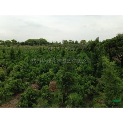 大量供應2-5公分櫸樹，樸樹。