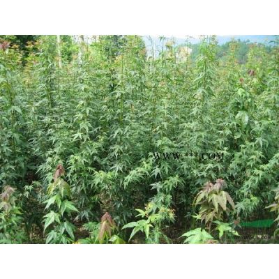 地徑一公分樸樹小苗，樸樹小苗價格，百萬樸樹小苗基地