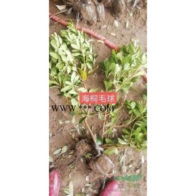 垂柳基地楓楊價格苦楝價格銀杏基地烏桕價格