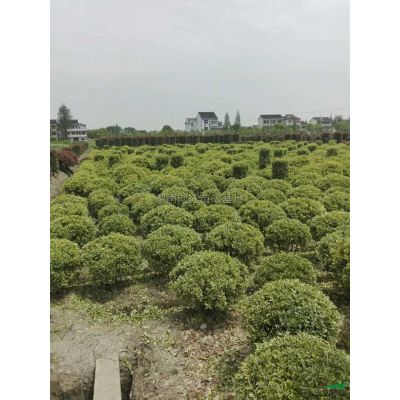精品紫薇批發(fā)價格便宜湖南精品紫薇長沙精品紫薇，精品紫薇樹紫薇
