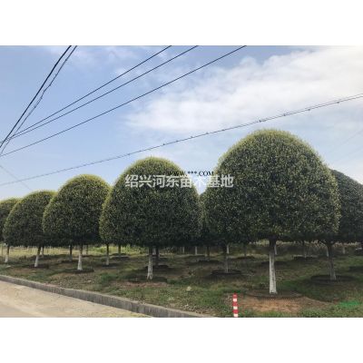 浙江供應 杜英  精品杜英  杜英報價