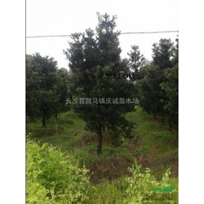 紫薇樁景，老紫薇，紅紫薇