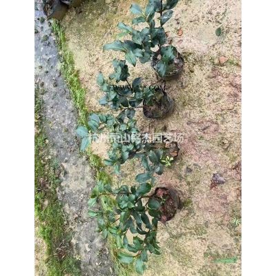 紫薇、海棠、紅葉李、桂花、無患子、大葉女貞等喬木