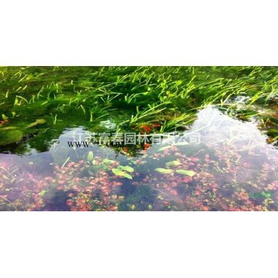 出售 日本流泉紅楓樹苗 楓樹流泉 三季紅葉楓樹 庭院陽(yáng)臺(tái)盆栽地栽苗
