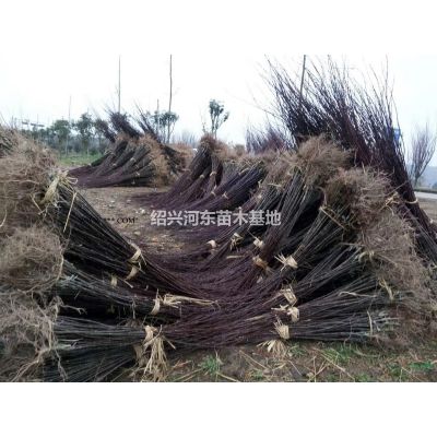 浙江供應紫薇 美國紫薇 大紅紫薇 老紫薇 精品紫薇 紫薇小苗