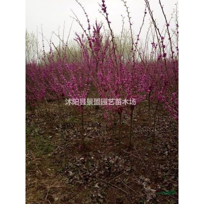 紫荊花和紫薇是同一樹種嗎？