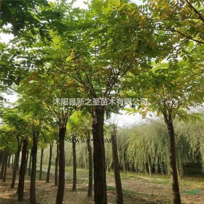產(chǎn)地批發(fā)--綠化苗木紫薇樹基地