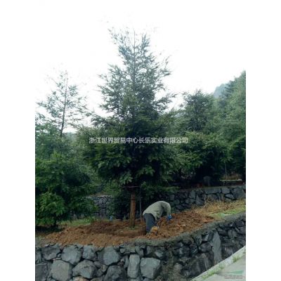 供應(yīng)叢生紫薇4-5桿，桿徑5-6cm。