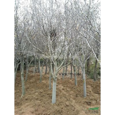 紫葉李、紅葉李基地/價格/圖片/產地/紅葉李行情