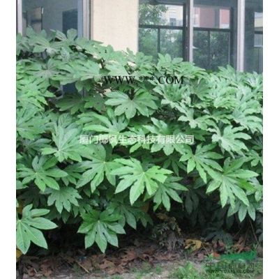 供應紫薇 紫薇價格 紫薇報價 紫薇行情 紫薇信息