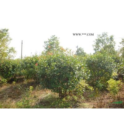 湖北地區供應5-8公分紅花紫薇