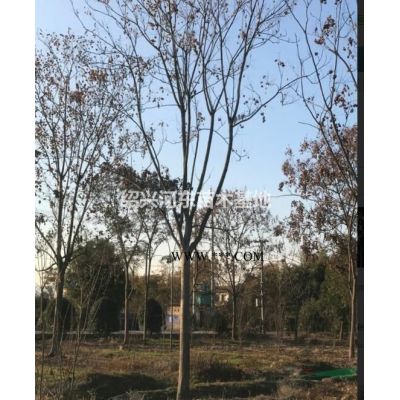 浙江嵊州紅葉李  紫葉李價格/紫葉李浙江市場行情/紅葉李報價