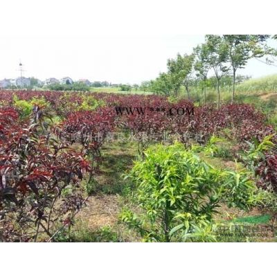 大量供應紅葉李小苗