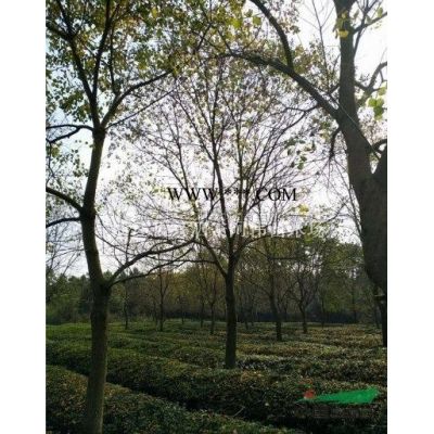 我我苗圃的 22公分櫸樹 23公分櫸樹24公分櫸樹25公分櫸