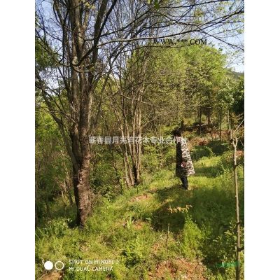 供3-5公分桂花，7—20公分欒樹、無患子