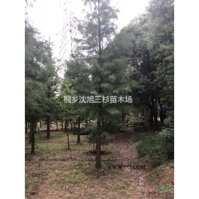 櫸樹