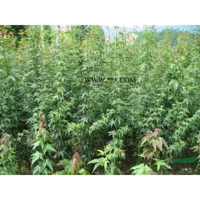 無患子小苗價格 無患子小苗行情 買無患子小苗到九江