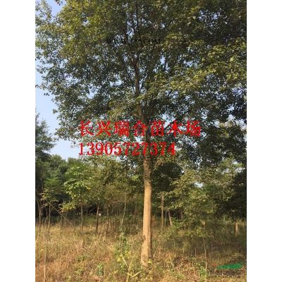 移栽櫸樹 移栽櫸樹價格浙江長興移栽櫸樹浙江長興移栽櫸樹價格