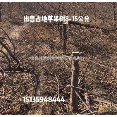 15公分染井吉野櫻花價格，18公分晚櫻花價格供應山西櫻花