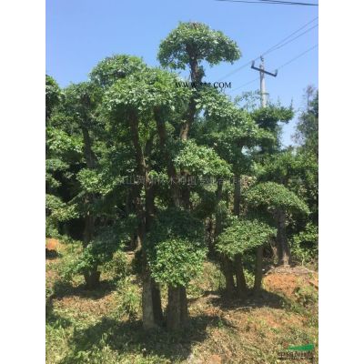 湖北地區供應三角楓、樸樹、對節白蠟下山貨