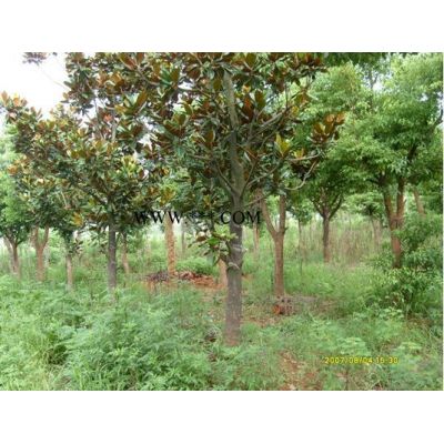 苗圃移植樸樹（合肥）