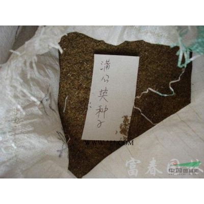 綠化喬木銀杏，銀杏嫁接苗，銀杏實(shí)生苗，別名： 白果，公孫樹