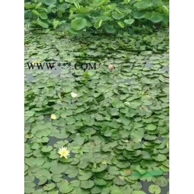 江蘇紫荊價格叢生紫荊基地紫薇價格叢生紫薇