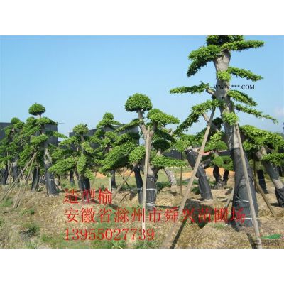 安徽大紫薇 紫薇樁 造型紫薇