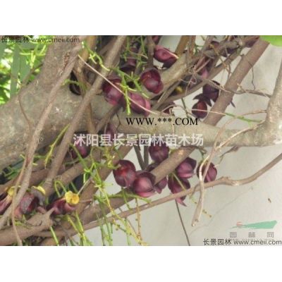 日本紅楓種子市場什么價格？紅楓苗種子去哪里批發