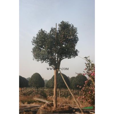 高接紅楓2行情報價\高接紅楓2圖片展示