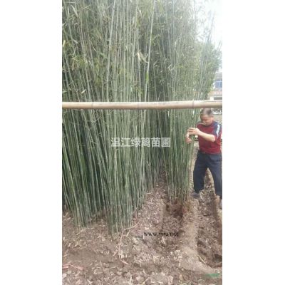 成都地區各種規格紫薇供應