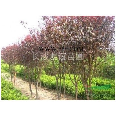 供應(yīng)紅楓，湖南紅楓價格，紅楓工程用苗