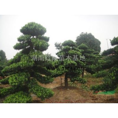 供應(yīng)3-5-6-8-10-12公分馬褂木