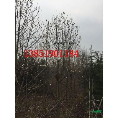 紫薇，8公分紫薇，10公分紅花紫薇，12老紫薇