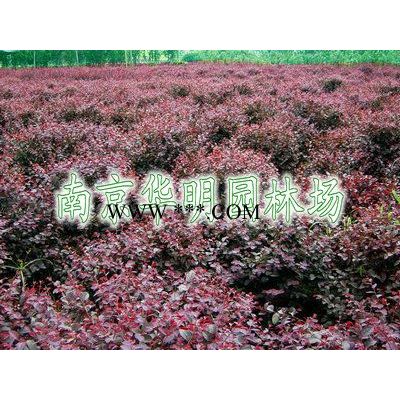 紫薇(百日紅)